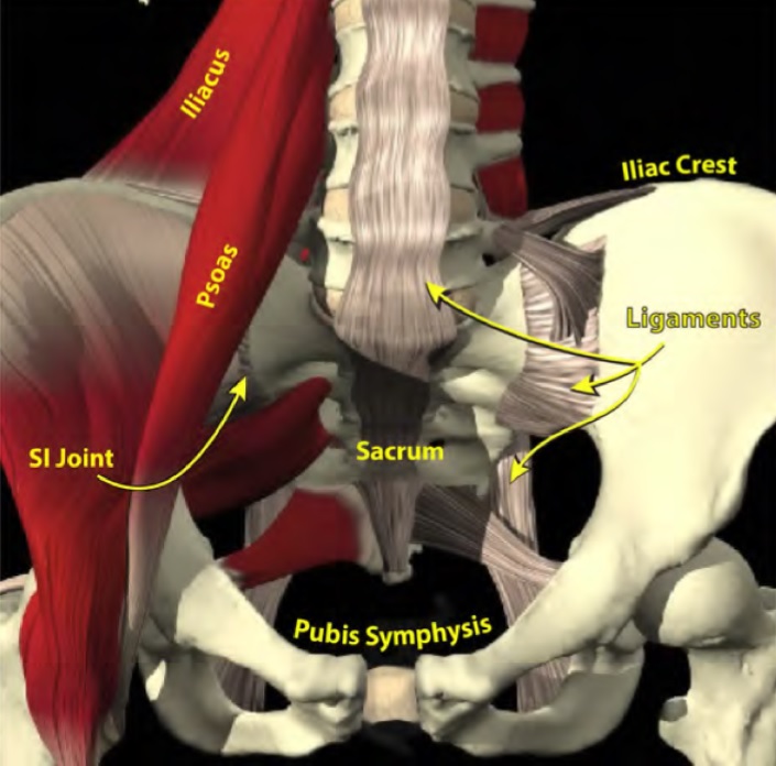 Level Pelvis Method - North Oakland Chiropractic Clinic